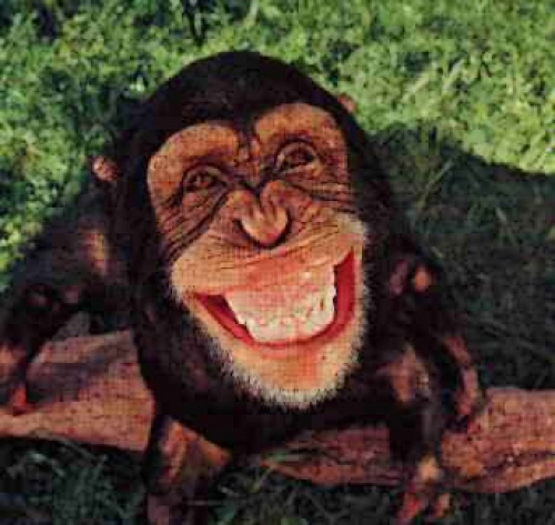 笑う猿