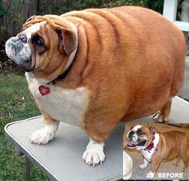 肥満犬