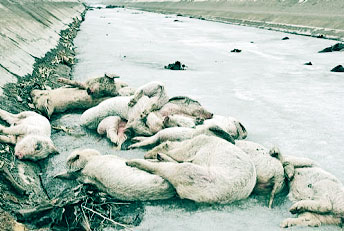 黄浦江から運河に流れてきた豚の死骸･･･6000頭の極一部