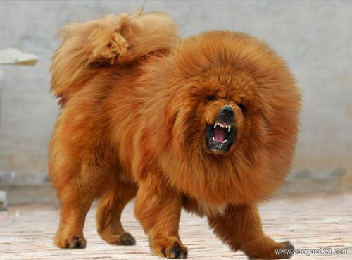 チベタン・マスティフ犬