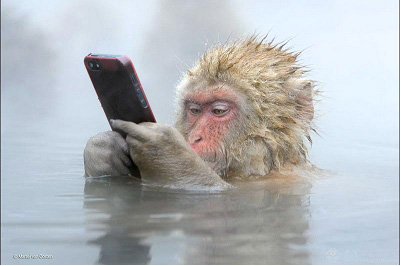 猿が温泉でスマホ　