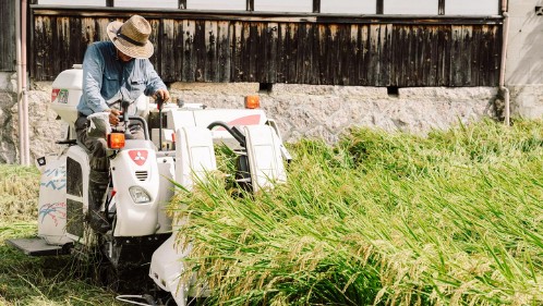 稲刈り　田んぼ