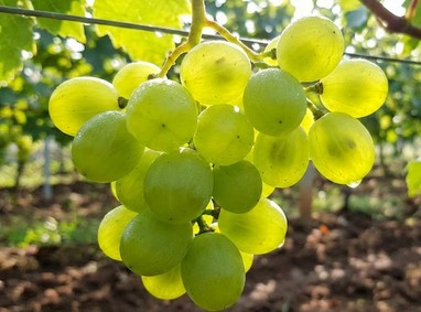 シャインマスカット